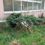 筑波大学の豊かな自然は放置自転車も飲み込む！？衝撃的な写真がネットで話題に！！