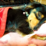 【ペットを飼いたい筑波大学生へ】安心してペットを飼える物件とは？お部屋探しのポイントを紹介！！