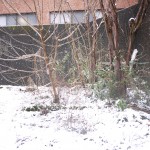 雪が積もるじんしゃとうと人間系のはざま