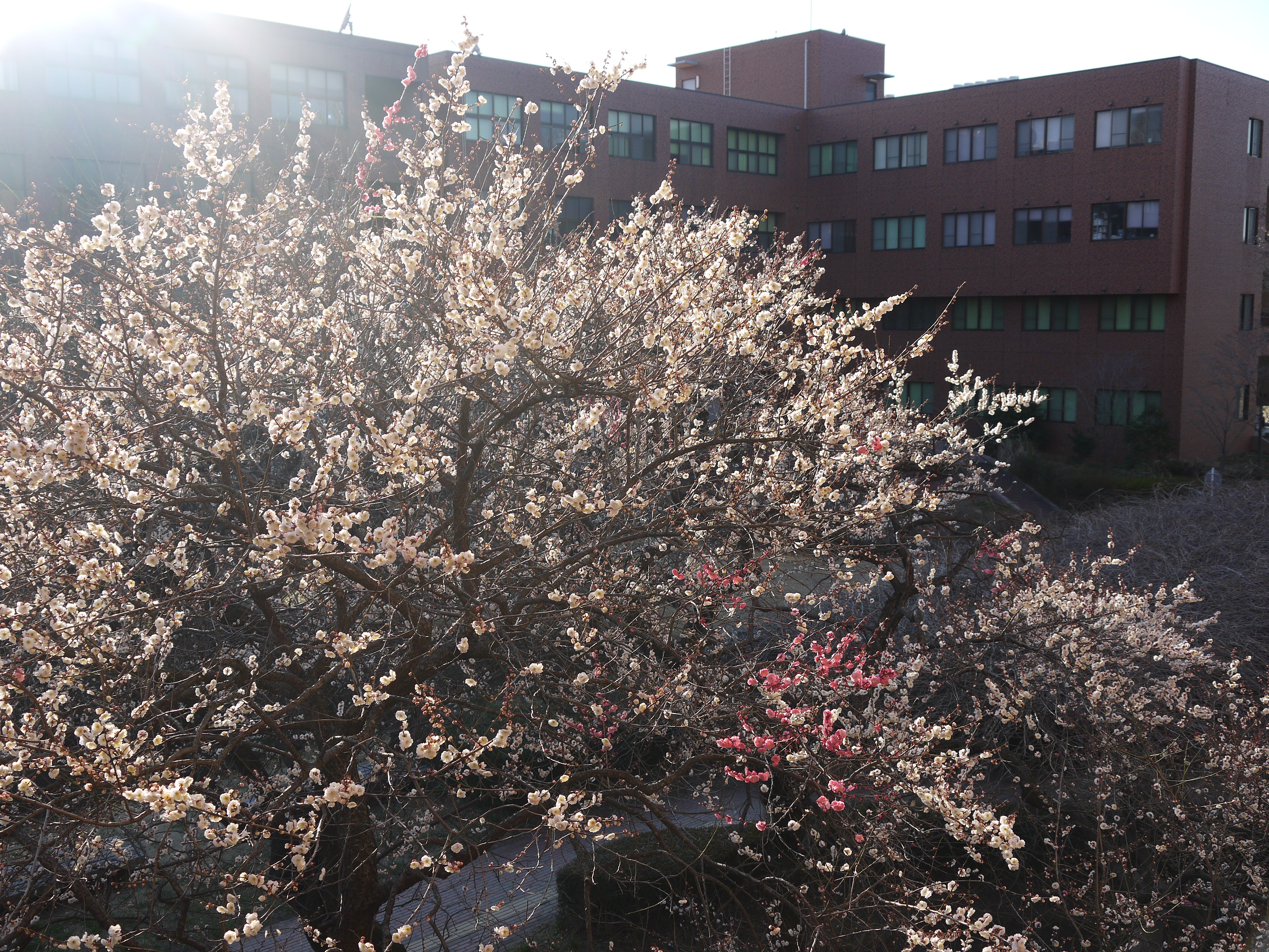 梅の季節と筑波大学