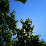 緑が鮮やかな2A棟前の木
