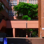 夏を連想する3B棟前の木