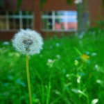 息を吹きかけたくなる2H棟裏のたんぽぽ