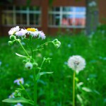 2Hのウラの花々